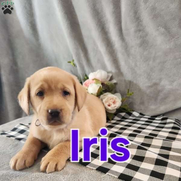 Iris, Fox Red Labrador Retriever Puppy